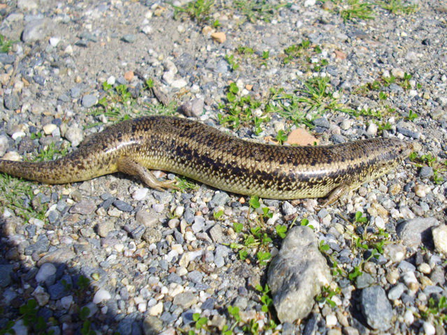 Gongilo (Chalcides ocellatus)